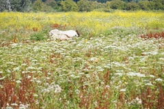 paard#(20220729)b