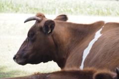 runderen#(20200814)c