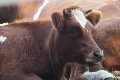 runderen#(20200814)b