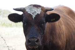 runderen#(20200814)a