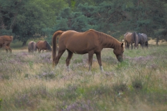 paard#(20210815)a