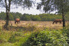 paard#(20210815)b