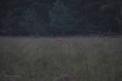 hert#(20200816)b