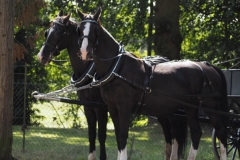 paard#(20200905)a