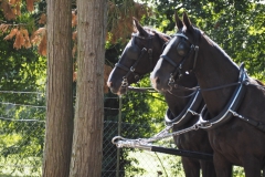 paard#(20200905)aa