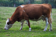 runderen#(20230911)