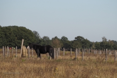 paard#(20200920)