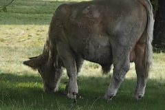 runderen#(20231005)