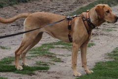 hond#(20231019)