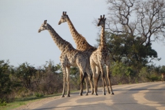 giraffe#(20141106)b