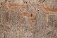 antilope#(20141107)