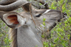 antilope#(20141107)