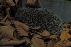 egel#(20211110)
