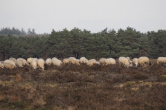 schaap#(20201114)