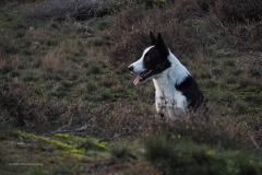hond#(20201114)