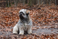 hond#(20211124)