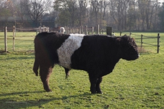 runderen#(20201129)a