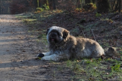 hond#(20221212)