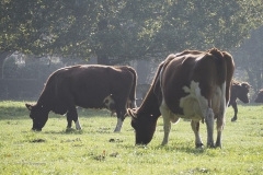 runderen#(20191023)a