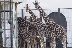 giraffe#(20191120)b