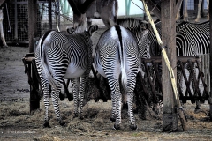 zebra#(20191120)a