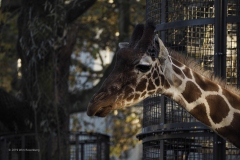 giraffe#(20191120)a