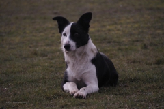 hond#(20191202)