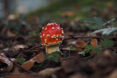 vliegenzwam#(20201013) 004a