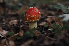 vliegenzwam#(20201013) 004b