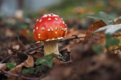 vliegenzwam#(20201014) 005a