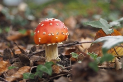 vliegenzwam#(20201014) 005b