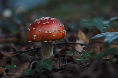 vliegenzwam#(20201015) 006a