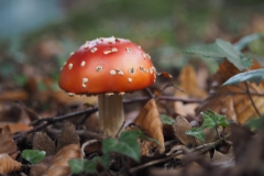 vliegenzwam#(20201015) 006b