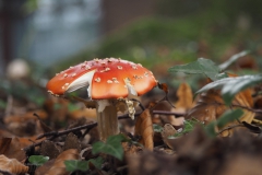 vliegenzwam#(20201016) 007a