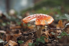 vliegenzwam#(20201016) 007b