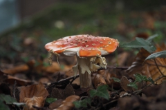 vliegenzwam#(20201017) 008a