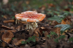 vliegenzwam#(20201017) 008b