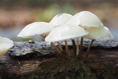porseleinzwam#(20171005)a