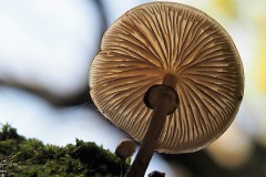 porseleinzwam#(20171005)b