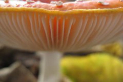 vliegenzwam#(20131026)