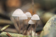 mycena#(20241014)b