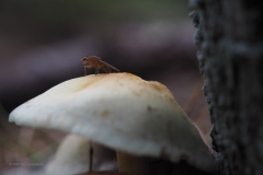 porseleinzwam#(20201016)