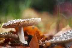 panteramaniet#(20241021)