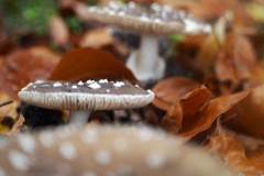 panteramaniet#(20241021)