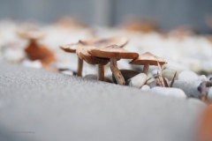 paddenstoel#(20201023)a