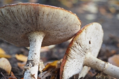 vliegenzwam#(20201023)21b