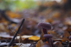 amethistzwam#(20231026)