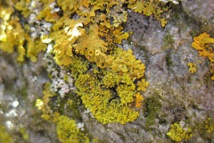 korstmos#(20120722)