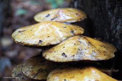 goudvliesbundelzwam#(20181103)