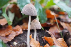 coprinellus micaceus#(20181203)